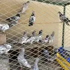 حمام باكستاني