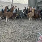 لبيع دجاج تركي