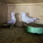 زوج حب الرمان