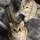 سكوتش ستريت بيور