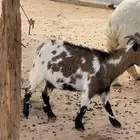 ماعز قزمي