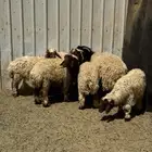 خرفان نعيمي