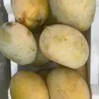 مانجو بلدي انتاج القطيف