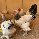 بيض براهما توب