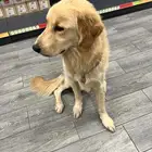 Golden retriever (pure breed)