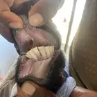 عنزين تامات تحتها تيوس