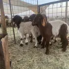 هرافى للبيع