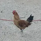 أربع ديكه بلدي
