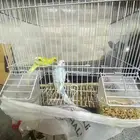 عصافير الحب لللبيع اثنين واحد لونه اصفر والثانيه لونه اخضر