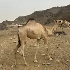 حاشي للبيع