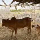 بقره بلدي ولود