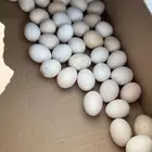 بيض بلدي مخصب