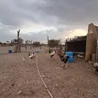 ديكة للبيع