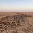 عسيب بدون سعف تقريبن دنا ونص والموقع الاحمديه