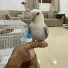 للبيع روز اليف وهدد وحمامه تنديه ويجيك