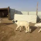 سواكن جبر وناهي ومرابي شعير وبرسيم