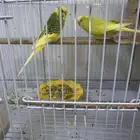 طيور حب على السوم