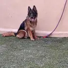 جيرمن شبرد الراعي الالمني