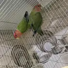 للبيع جوز روز حجم سوبر جامبو منتجين