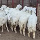 رخال صنف