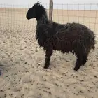 خروف عربي
