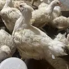 دجاج روس 308