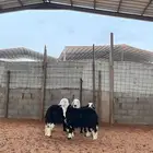 نجد للبيع