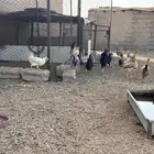 دجاج للبيع