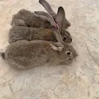 سلام عليكم اعرضلكم زوج ارنب