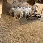 طليان للبيع جمله وتفريد