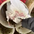 زغليل حمام فرنسي