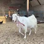 عنز مصريه بيضا