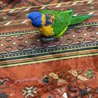 ببغاء لوري انثى