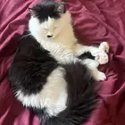 قطه للتبني شيرازيه مع اغراضها