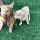 ماعز قزم امريكي تشيكي