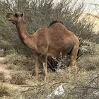 ناقة ساحليه ملاقي