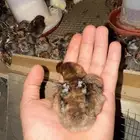 صيصان فيومي
