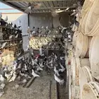 حمام فرنسي ابيض وسلفر احجام ضخمة