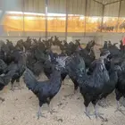 بيض مخصب دجاج لمبرجيني