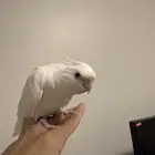 ببغاء كروان مع قفصه