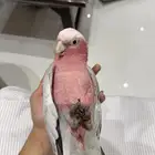 للبيع ببغاء كوكاتو قالا متكلم وهدد