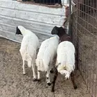 طليان للبيع