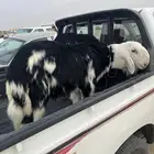 طليان صنف للبيع