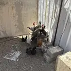 للبيع دجاج شرط صحه