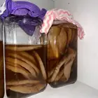 فطر كمبوتشا طبيعي وجاهز للاستخدام