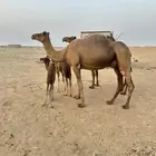 خلفات سواحل مصاغير