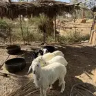 حريات