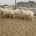 طليان اضاحي جبر