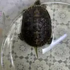 سلحفاة برمائيه