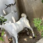عنز منتوج ب تيس. (بيش)